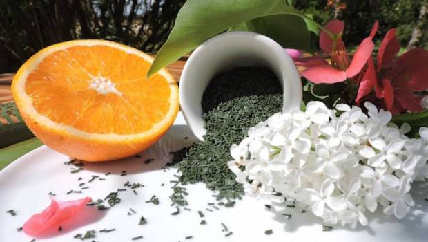 nutrition la spiruline le complement dexcellence