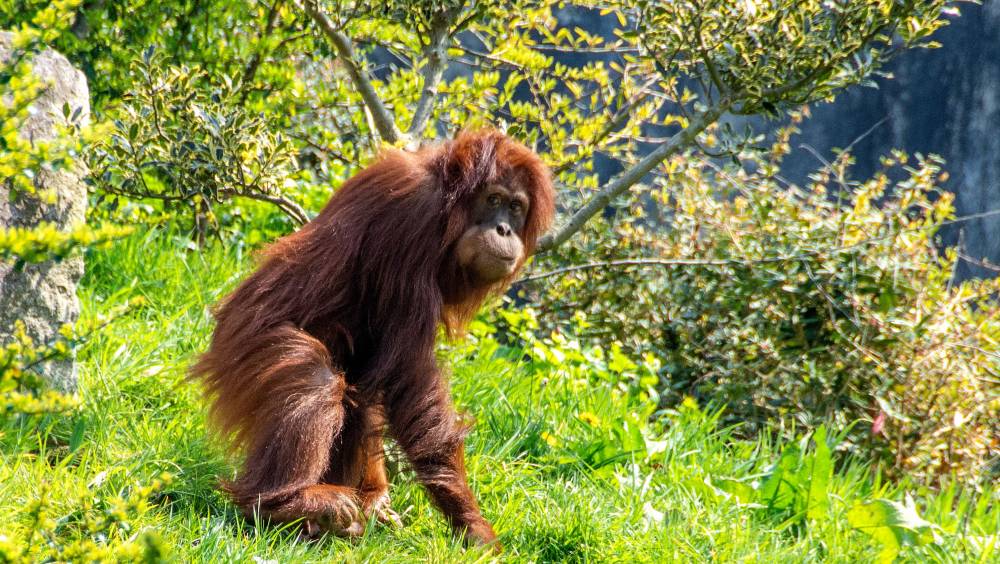 sumatra course contre montre pour foret ses orangsoutans