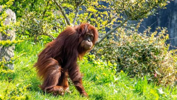 sumatra course contre montre pour foret ses orangsoutans