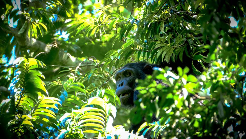 mahale foret des chimpanzes bord tanganyika