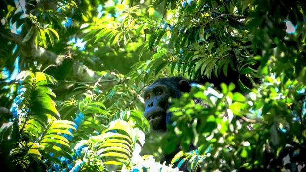 mahale foret des chimpanzes bord tanganyika